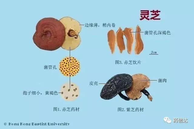 药食同源食材：中医智慧与现代生活的完美融合