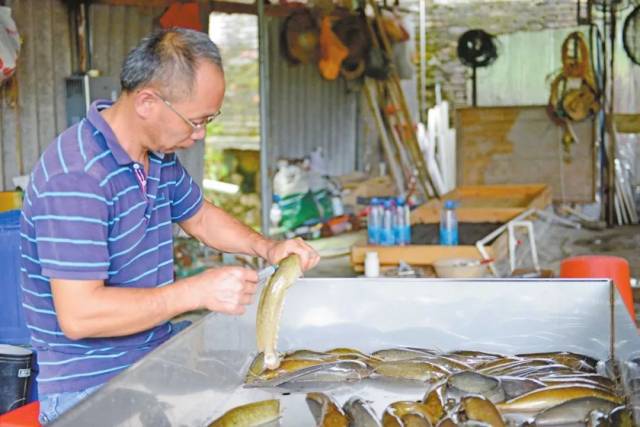 【聚焦】新兴县都吉村:县城边上鱼苗育种村的别样繁华