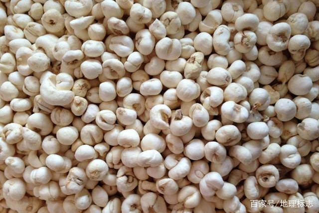 发现地标:这个贝母很厉害,堪比川贝,通化道地药材,国家地理标志大川平