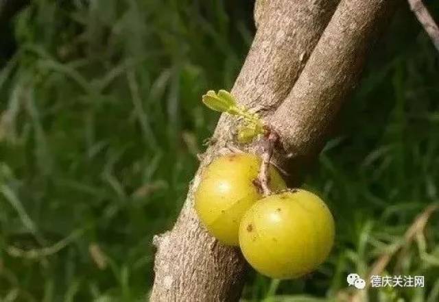 德庆山上这种野果正大量成熟,被称为圣果!多种美味吃法,让你流晒口水!