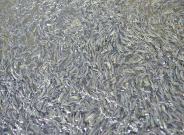 【聚焦】新兴县都吉村:县城边上鱼苗育种村的别样繁华