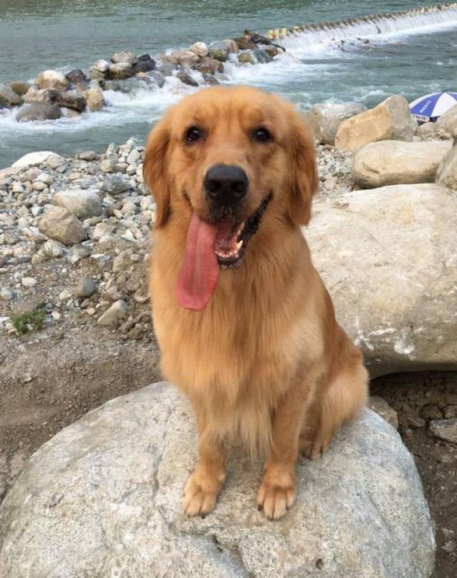 金毛在水里"躺尸"一动不动,主人吓坏了,走近一看却哭笑不得!