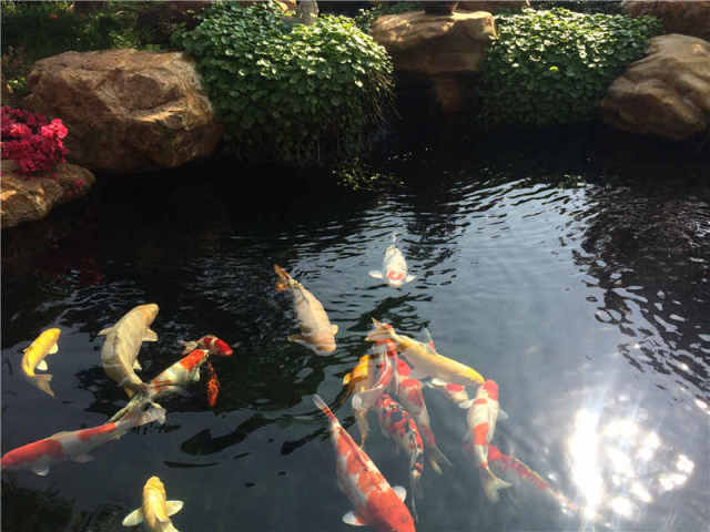 独特的见解,原来景观观赏鱼池有这么神奇的作用!