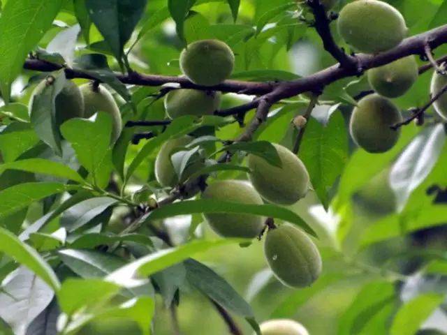 毛桃,也就是野桃,比家里种的桃子小很多,而且皮上有一层细细的绒毛,有