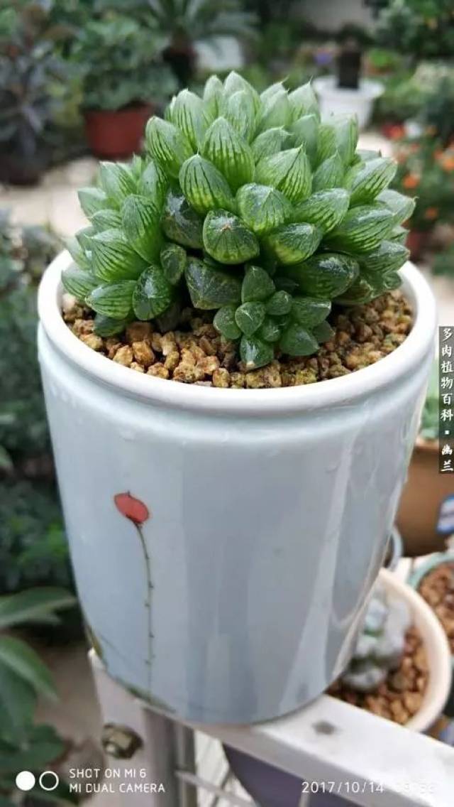 我的屋顶花园:多肉给我们带来无穷的乐趣!