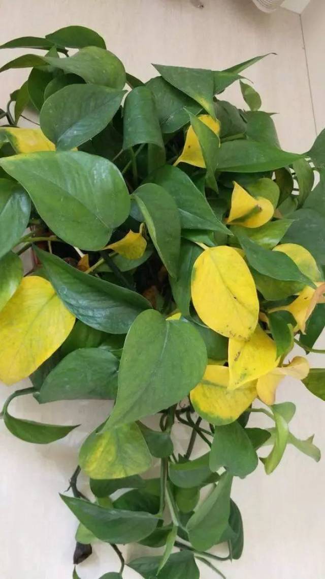 养绿萝的这10个关键技巧,掌握后十年不黄叶,一年扦插100盆