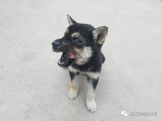 这是哈士奇×黑柴还是中华田园犬?你这串的有点夸张啊!