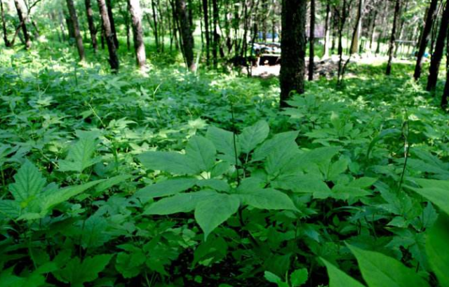药归参虽好,但是食用方法更重要,不然白吃了_手机搜狐网