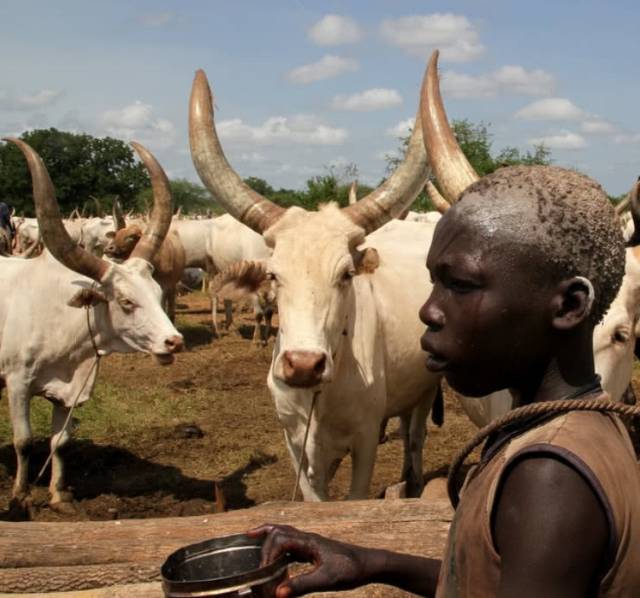 在非洲苏丹的南部有一个叫做蒙达里的原始部落,这个部落以放牧为生,过