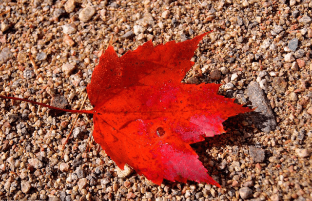 加拿大签证拒签都很快,网传的加拿大签证拒签