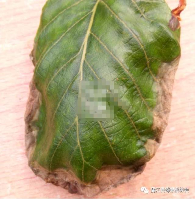 收藏猕猴桃病害高清图谱及防治方法