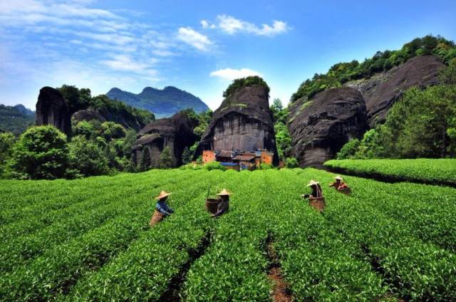 好茶仓武夷山11月"悦享茶之旅"开始报名啦!_手机搜狐网