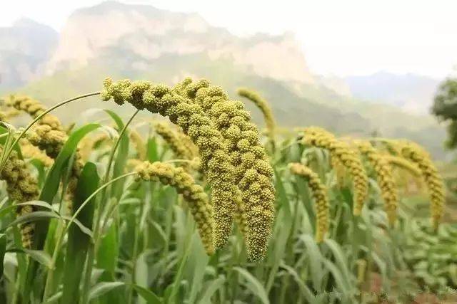 張張都是大片!磁縣山區豐收圖,分分鐘醉了你