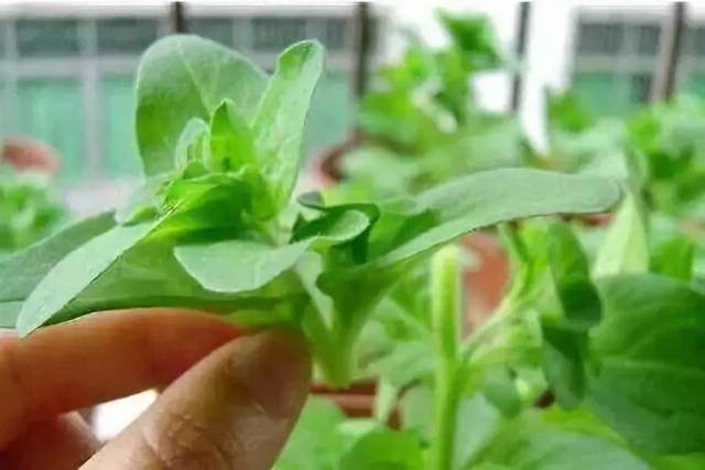 种花步骤图解,种花简单,花盆栽花_大山谷图库