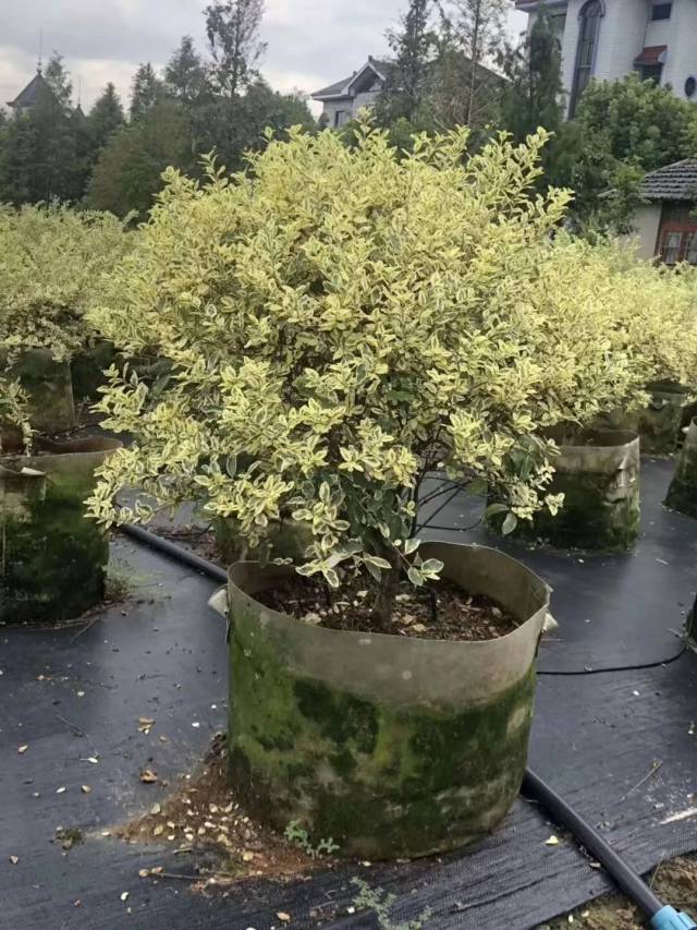 特价处理金姬小蜡