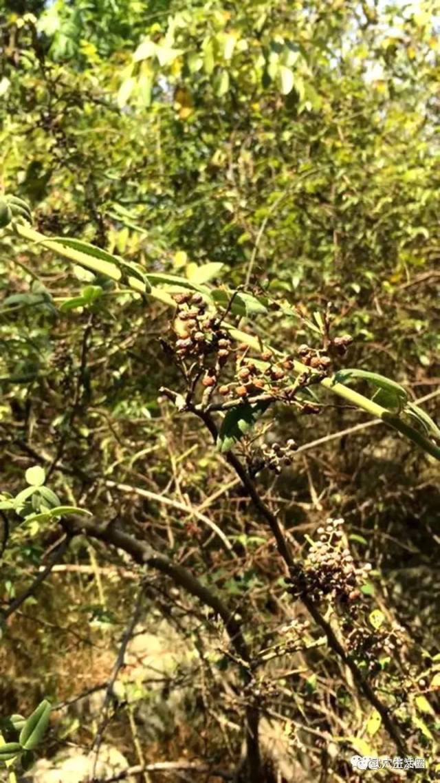 笠兒堖的野花椒樹