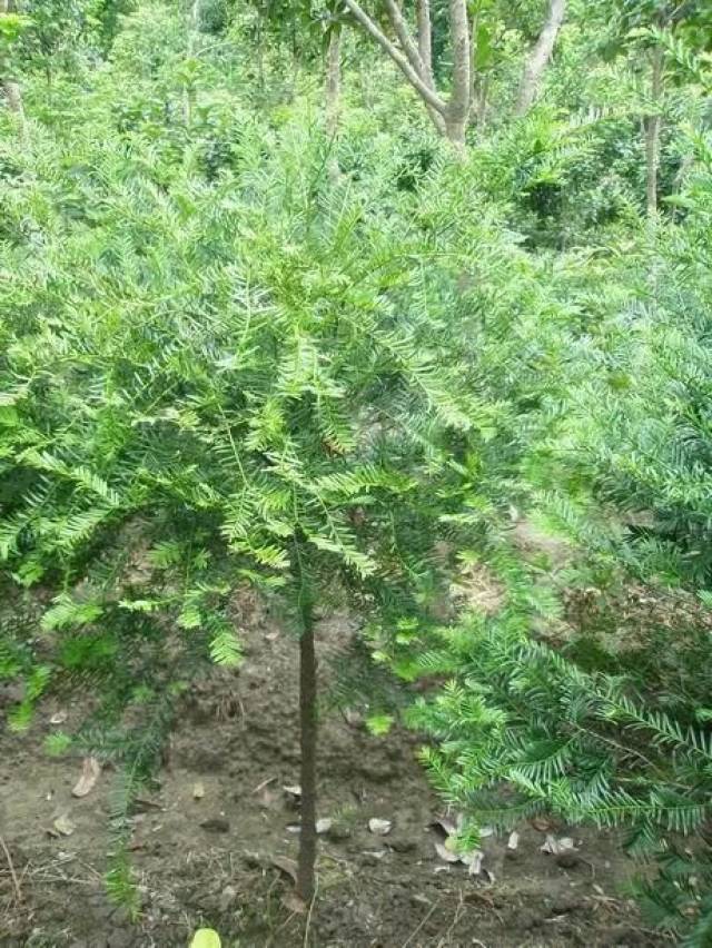 具有较高的 保健药用价值 在自然条件下红豆杉生长速度缓慢 成长周期