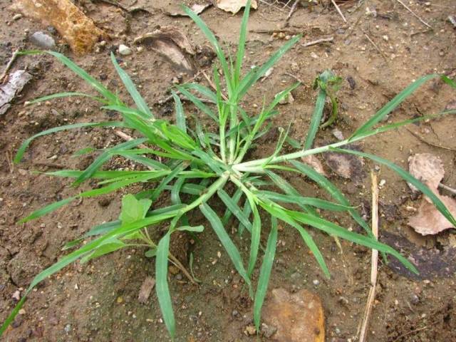 野生牛毛草图片图片