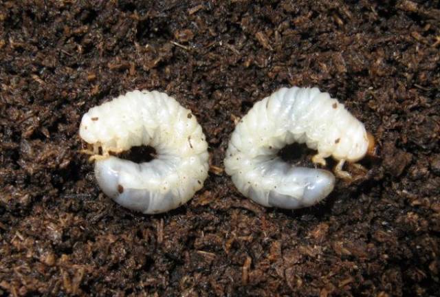 幼虫:老熟幼虫体长约24~39mm,头部褐色,胸足3对,短小,腹部乳白色,肛腹