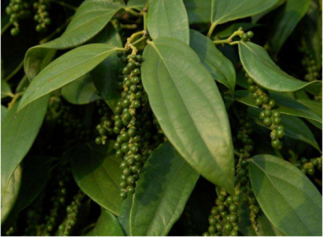 老中医推荐白胡椒配它们研成药粉敷在肚脐上温中散寒治阳痿