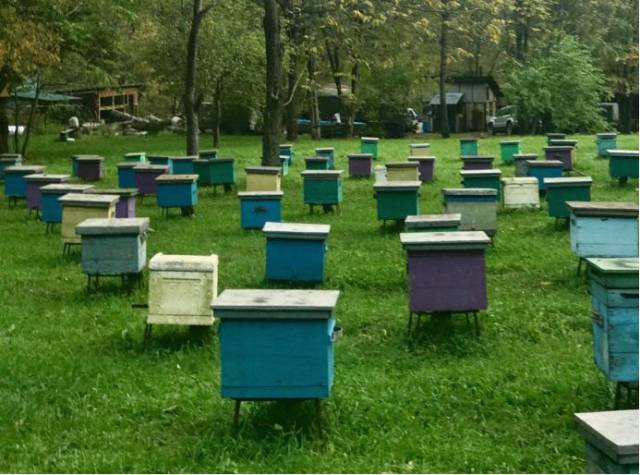 俄罗斯蜂业考察所见所闻之九