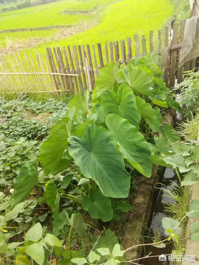 农村人吃的芋茎是什么?网友:怎么做比较好吃?