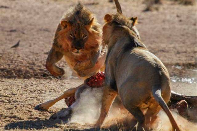 雄狮看到食物,二话不说直接动手抢,对方想反抗直接被掀翻在地
