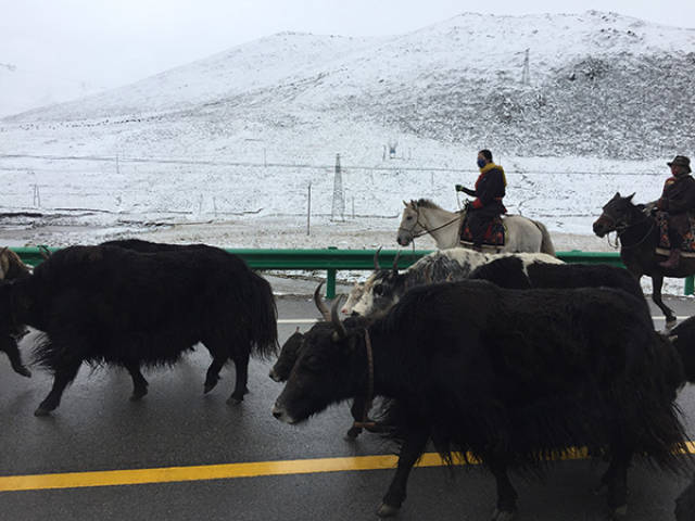 平均海拔4200米的青海省果洛州高寒缺氧,图为一群牦牛在在马路上行走.