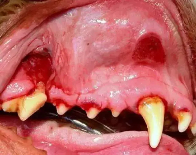 病例分享:犬猫常见口腔炎症及溃疡性疾病的诊断与治疗