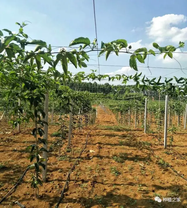 百香果搭架方法之一,图文介绍,简单易懂!_手机搜狐网
