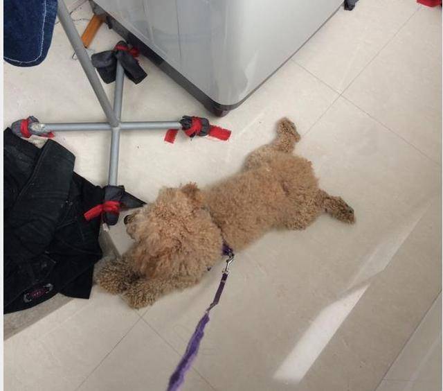 带回一只被主人丢弃的泰迪,本以为是做好事,却让我陷入两难之中