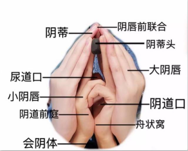 医学界人才辈出,竟用身体演示"女性生殖系统"!