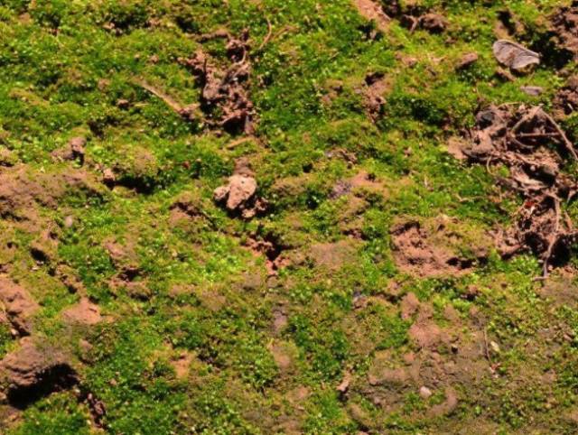 果树土壤长满青苔 危害这么大,你们重视了吗?