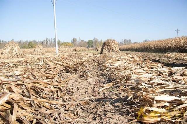 24小时直击榆林的农村 凌晨4点开始忙碌 一天有16小时在劳动