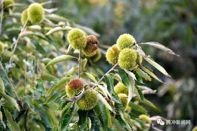 遇见腾冲曲石银栗园 收获的芬芳的梦幻之旅