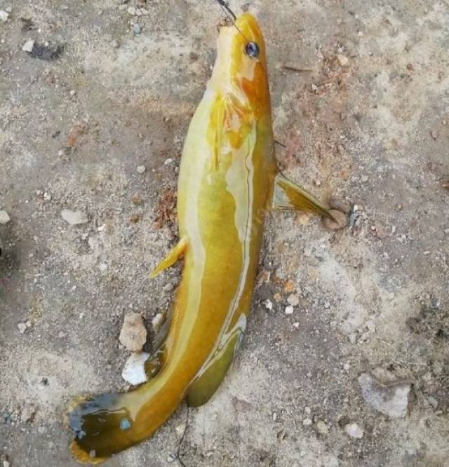 黄骨鱼,破了个人记录,爽!