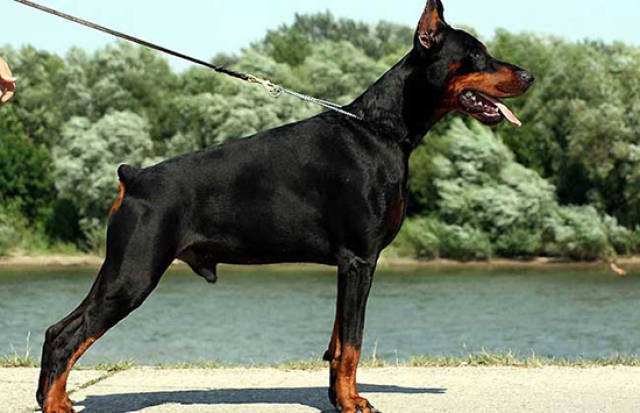 饲养方法?训练方法?杜宾犬价格多少钱一只?