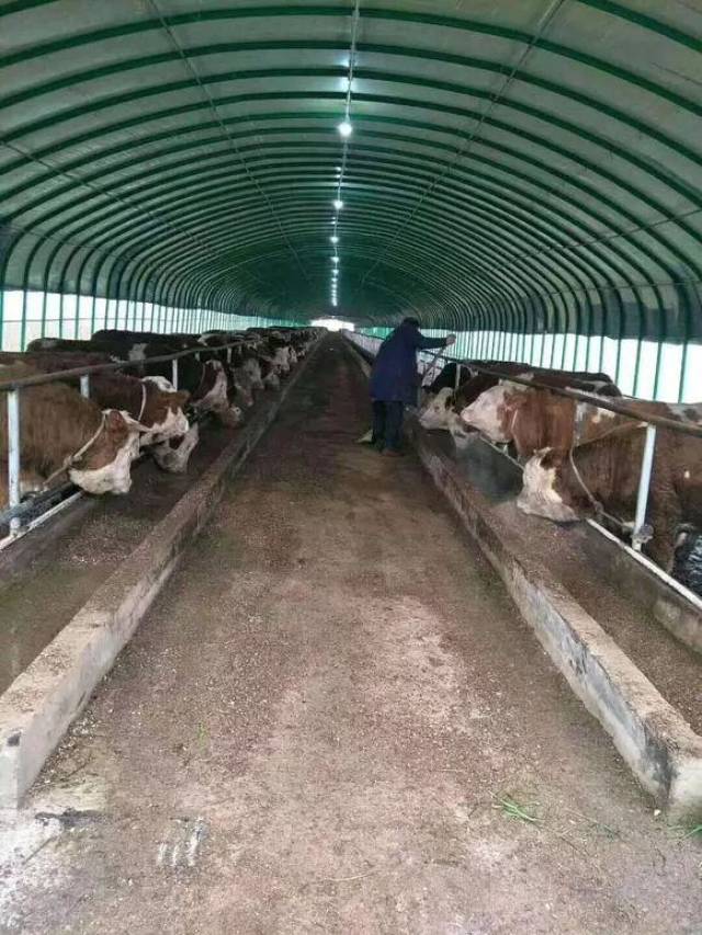 农户养牛小型牛棚图片
