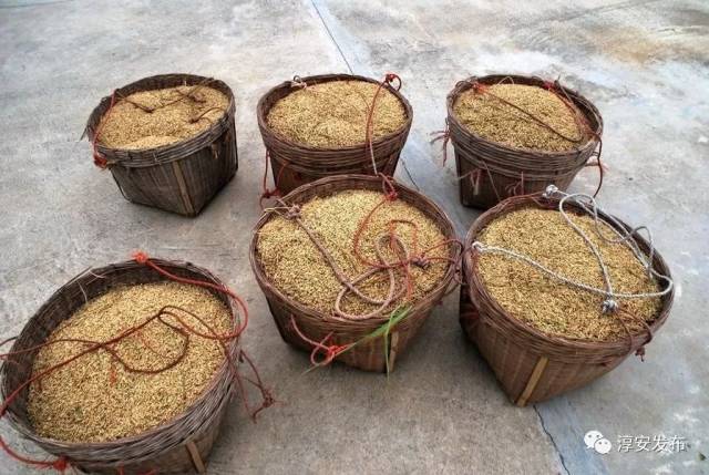 当年这种技艺可受淳安人青睐了