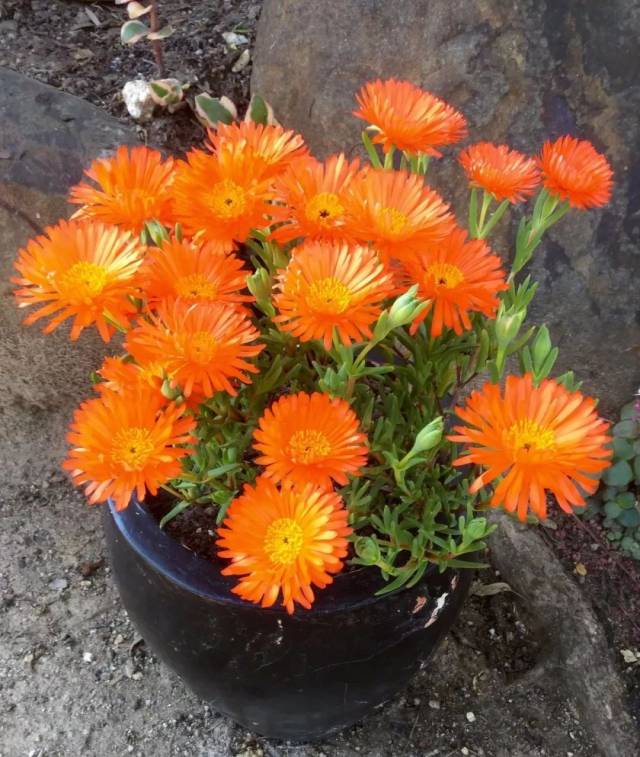 特别耐旱,耐热的美丽日中花,养在花盆里都不用怎么照顾