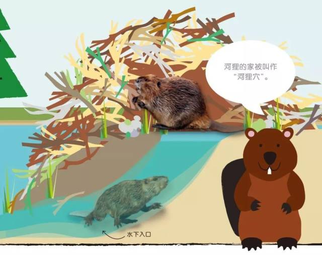 而年龄较大的孩子会自然而然的顺着图片的指引,一步步的了解河狸是