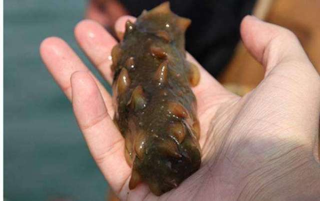 海参盾纤毛虫病难以治愈?海参苗种专家给你解决纤毛虫病