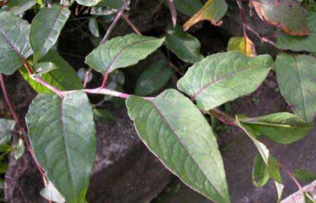 农村这种野草, 叶子给像是被烧过一样, 有活血舒筋的作用