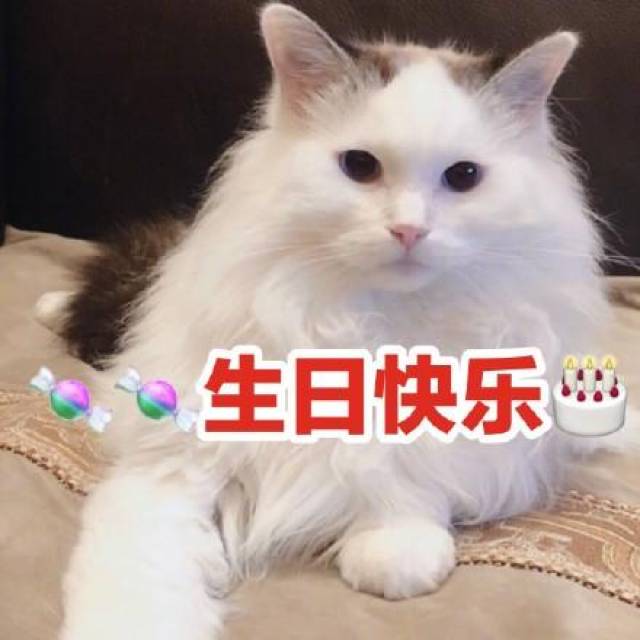 猫猫过生日表情包图片