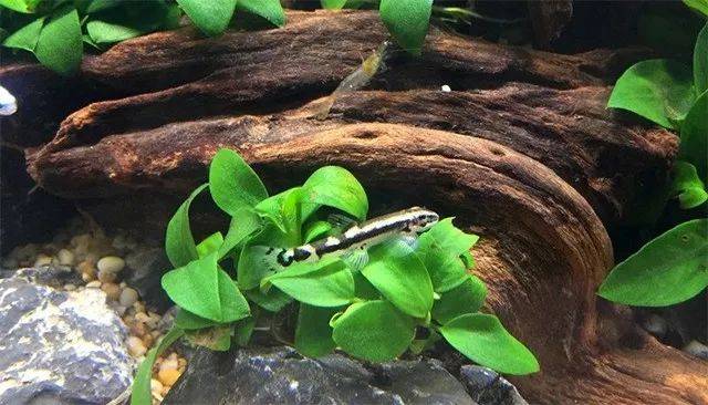 厚唇原吸鳅是珍惜鱼种,不支持捕捞. 贵州爬岩鳅