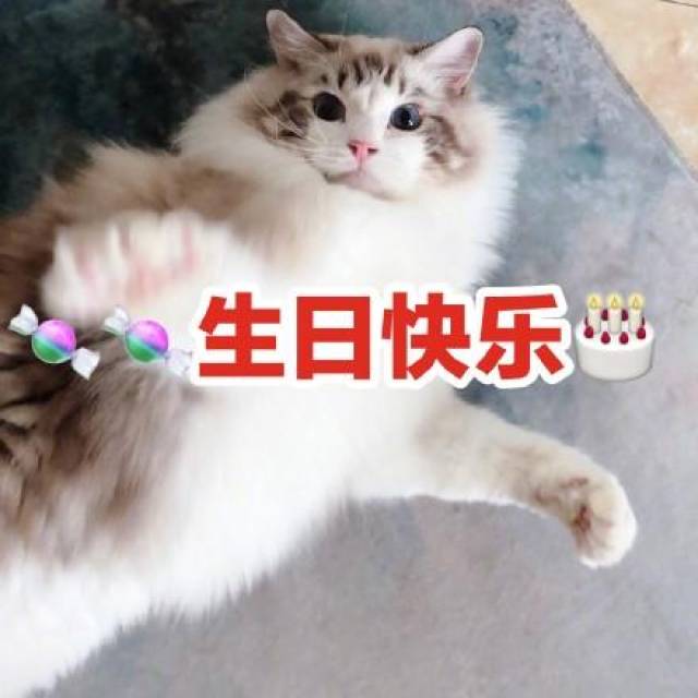 猫猫过生日表情包图片