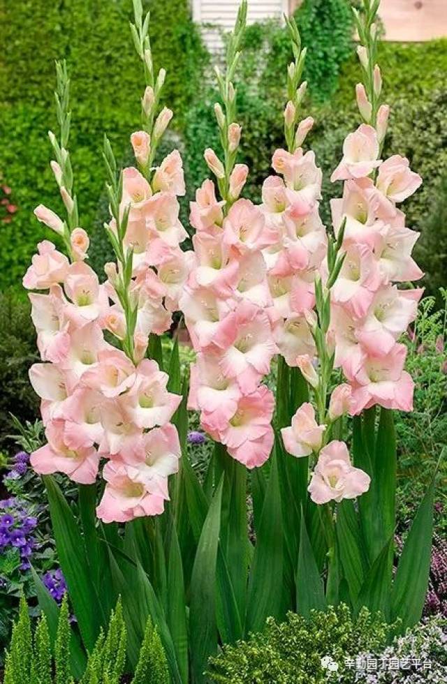 喜欢唐菖蒲 花友可以按下面图片进入团购平台直接下单就行!