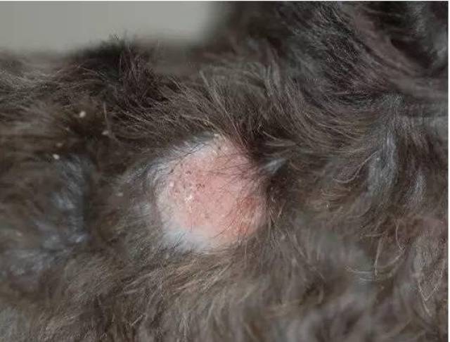 寄生虫性皮肤病常见的有蠕型螨,庎螨,跳蚤和虱子这几大寄生虫造成的