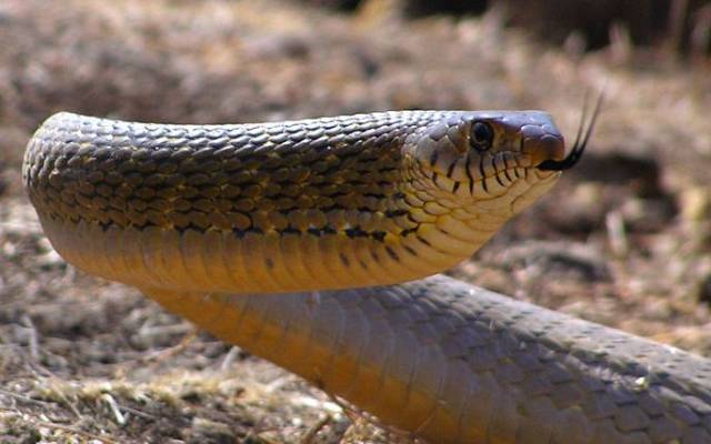 两女娃小区内徒手遛蛇,父亲却在一边拍视频!他的解释亮了