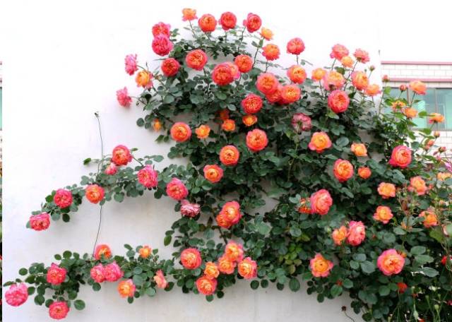 蓝妖:广东种月季,首选这15种,一年花开10个月!